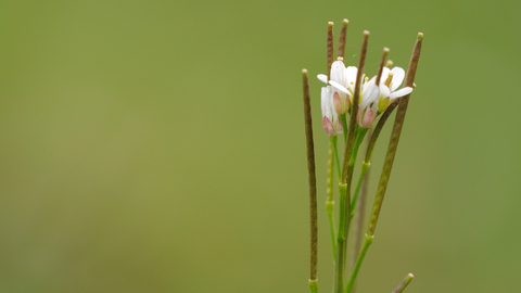 Hairy Bitter-cress