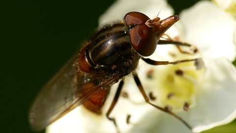 Heineken Fly