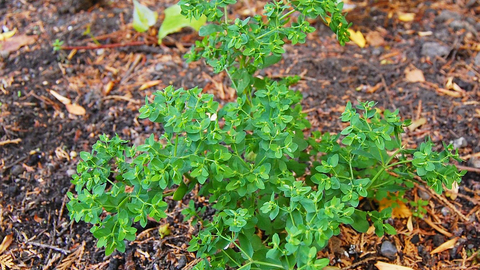 Petty Spurge