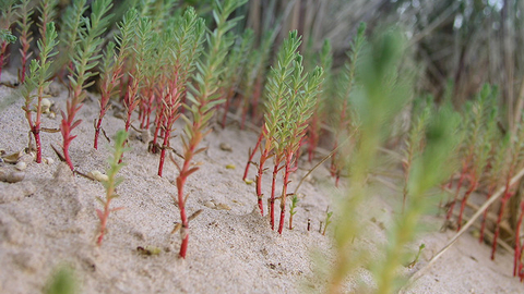 Sea Spurge