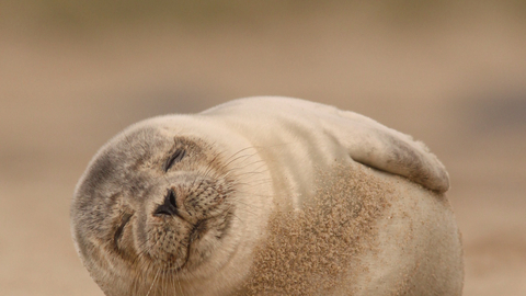 Common Seal 