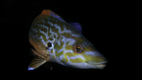 Male cuckoo wrasse