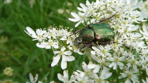 Noble chafer beetle