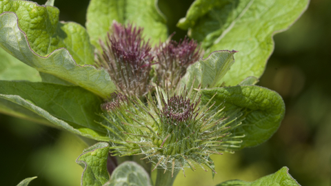 Greater burdock