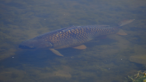 Common carp