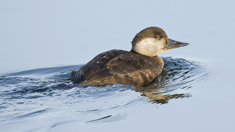 Common scoter female