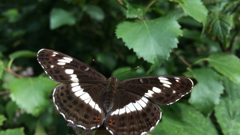 White admiral