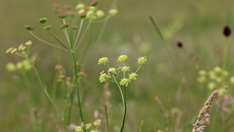 Pepper Saxifrage