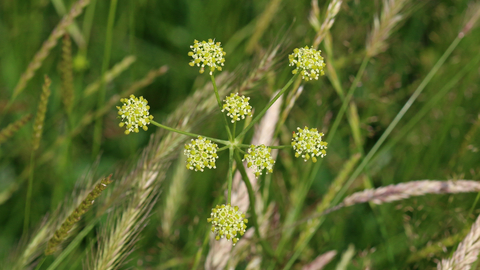 Pepper Saxifrage