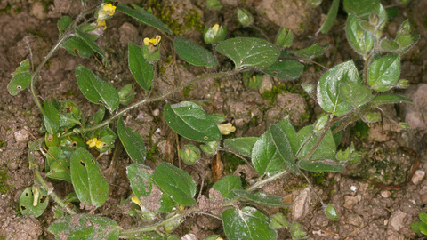 Round-leaved fluellen