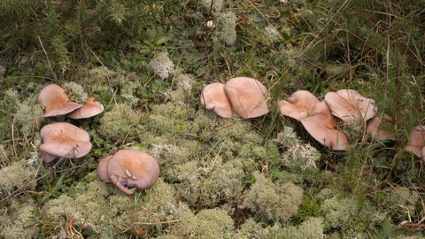 Wood blewit