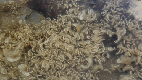 Peacock's tail seaweed