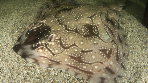 Undulate ray