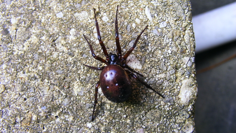 A false widow spider crawling over a stony surface