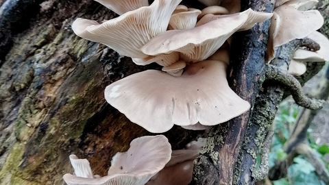 oyster mushroom