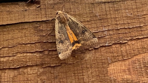 Large yellow underwing