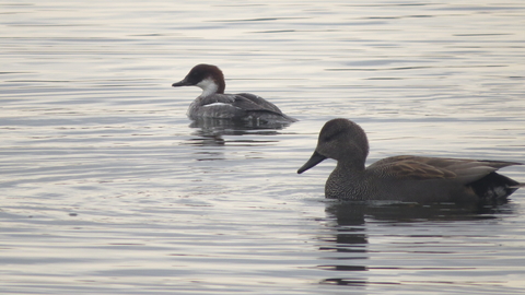 Smew 