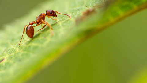 Red ant by Billy Clapham, The Wildlife Trusts