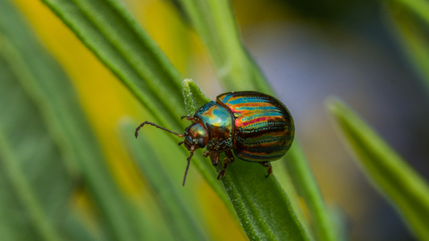 A shiny green and red rosemary beetle