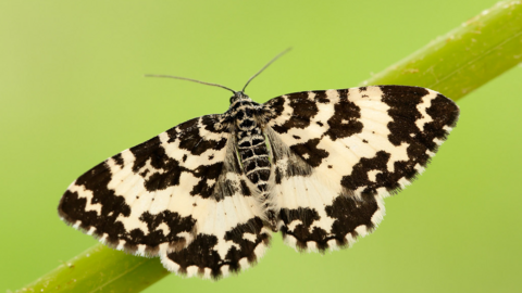 An argent & sable moth perched on a grass stem with its black and white wings spread