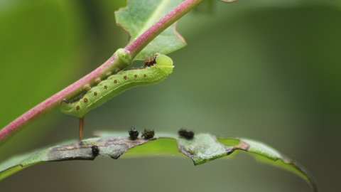 The caterpillar of a broad-bordered bee hawk-moth climbing a honeysuckle stem. It's a green caterpillar with white lines and red dots