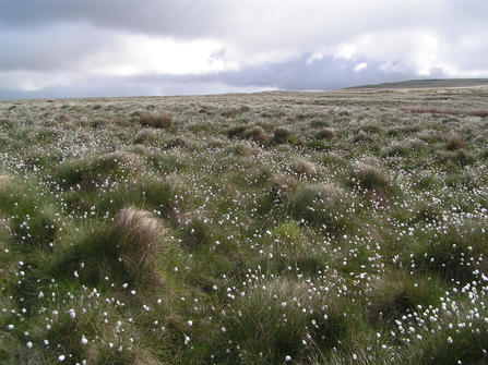 White cotton grass on moorland
