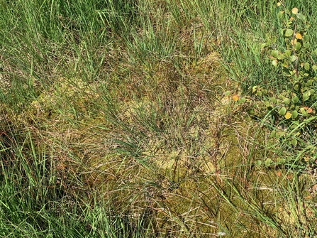 Sphagnum hummock at Cadishead Moss