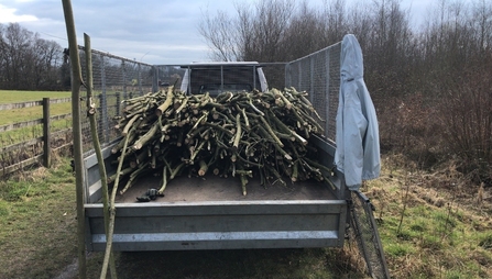Willow from Griffin Wood loaded onto a van and ready for a new life on the bog