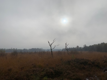 A moody shot of Astley Moss shrouded in morning mist