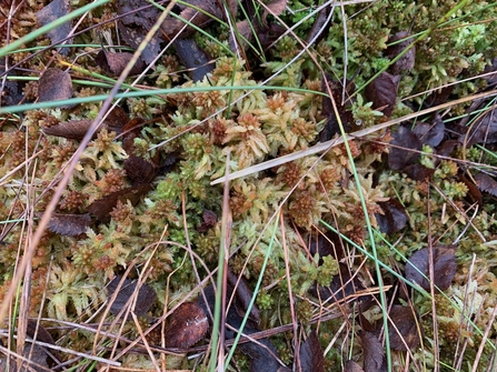 Close-up of Sphagnum Palustre on Astley Moss