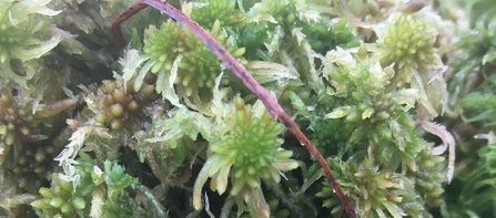 Close up of Sphagnum moss