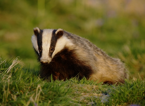 Badger