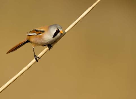 Bearded tit