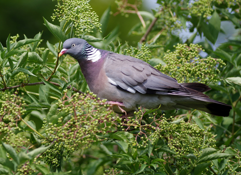 Woodpigeon