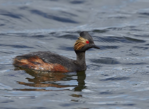 Black-necked Grebe