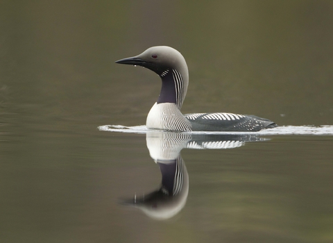 Black-throated Diver