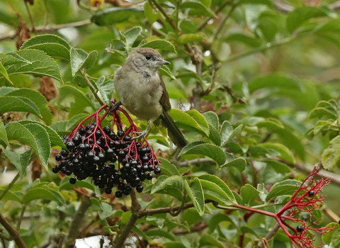 Blackcap female