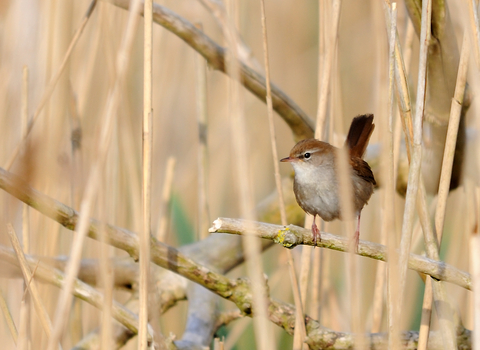 Cetti's warbler