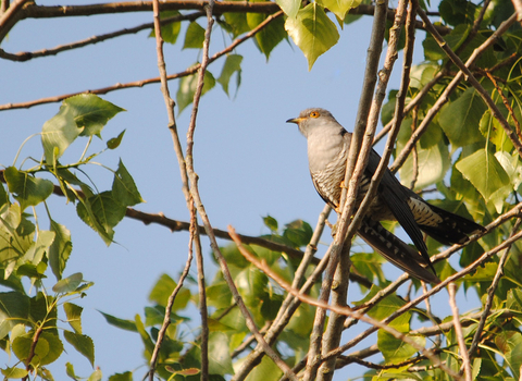 Cuckoo