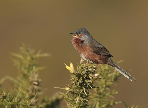 Dartford warbler