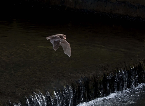 Daubenton's bat