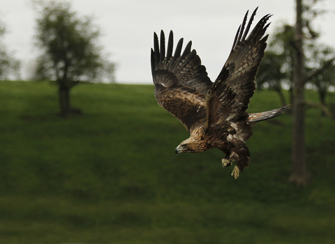 Golden eagle in flight