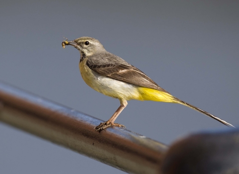 Grey wagtail