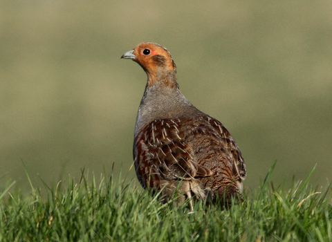 Grey partridge