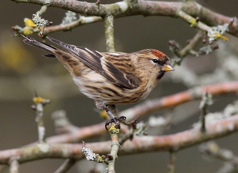 Lesser Redpoll