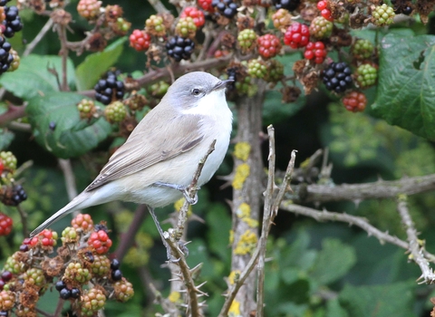 Lesser whitethroat