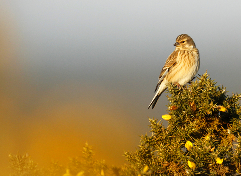 Linnet