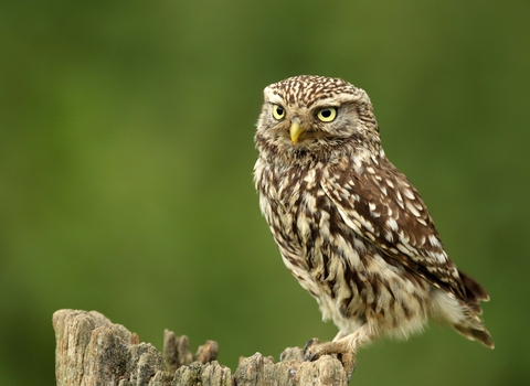 Little owl