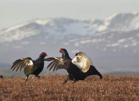 Black grouse males lekking