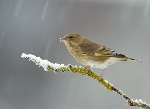 Greenfinch